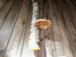 White Birch Log With Natural Mushroom/Fungus, Approximately 18 Inches Long by 3.5 Inches Diameter