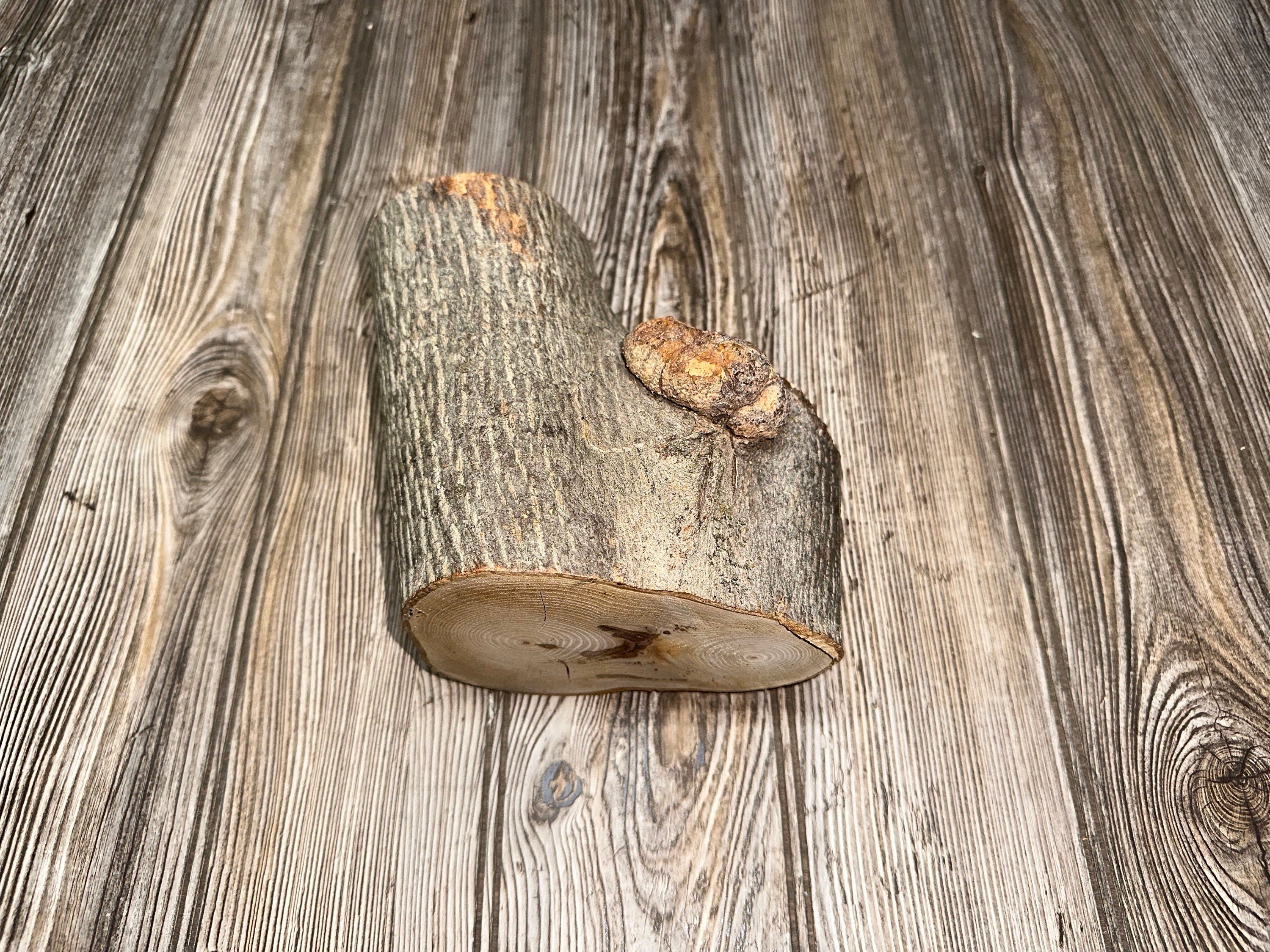 Hickory Burl Log, 7 Inches Long by 5.5 Inches Wide and 4 Inches Tall