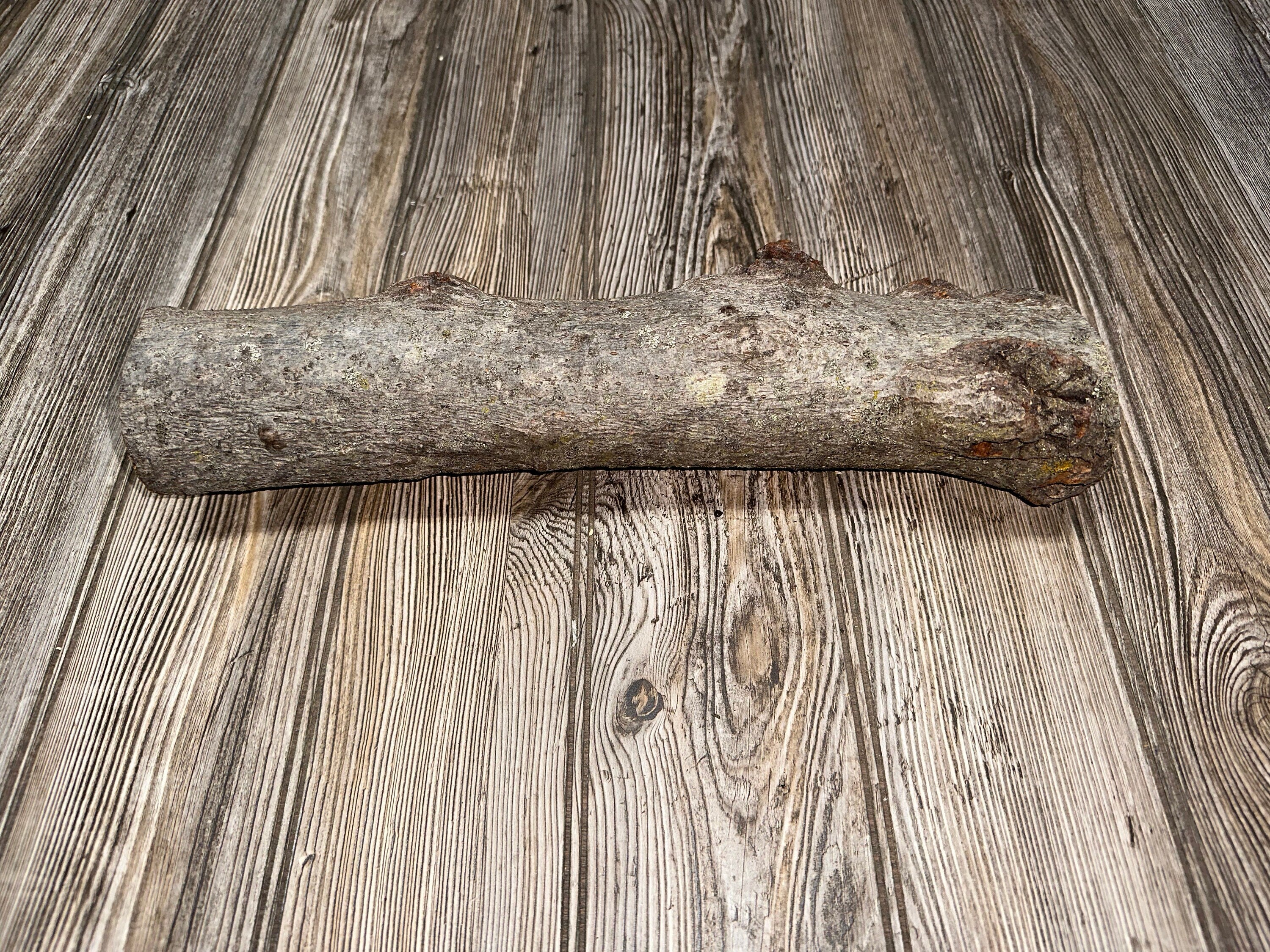 Aspen Burl Log, Approximately 14.5 Inches Long by 3 Inches Diameter