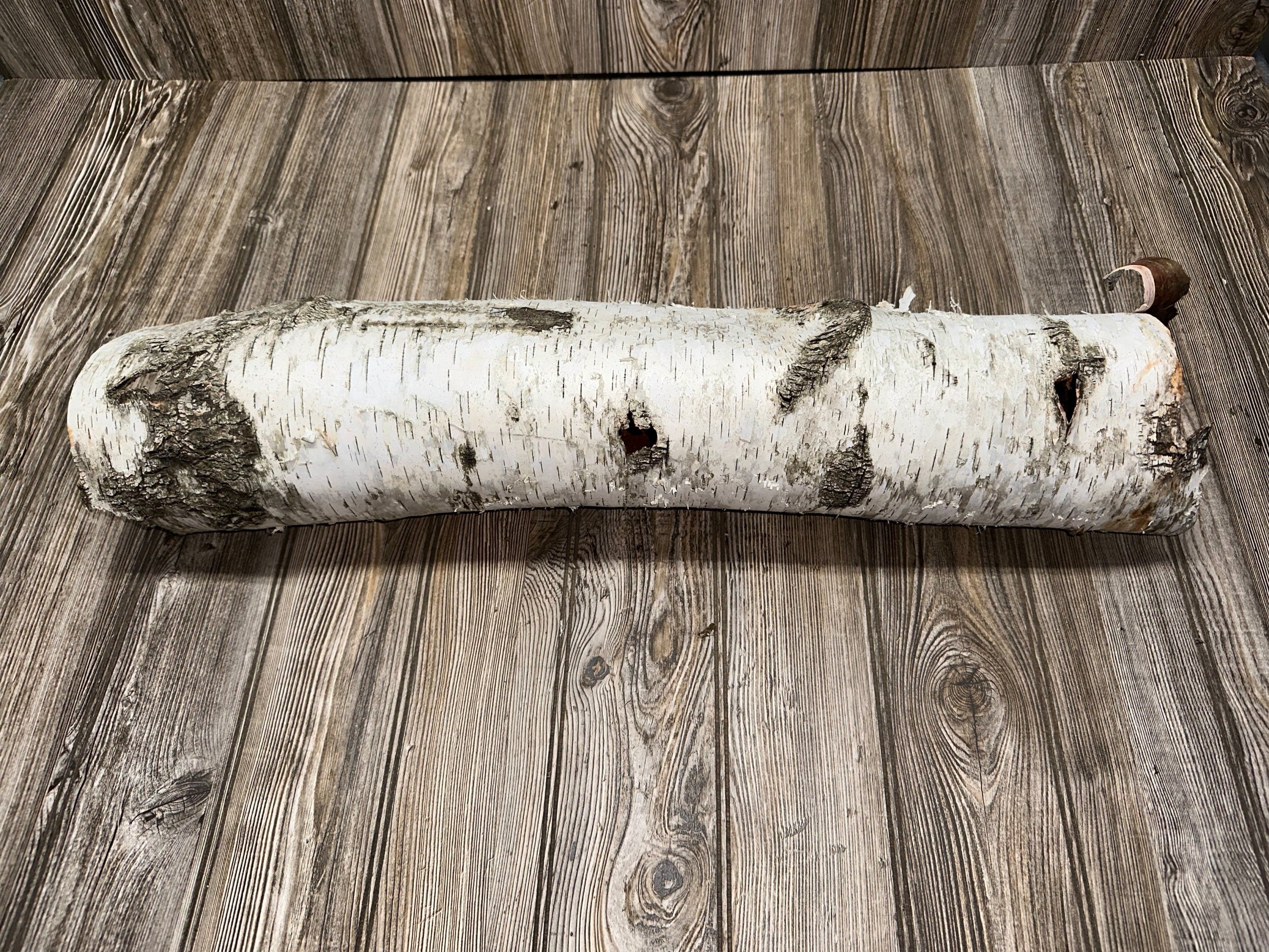 White Birch Tube, Firm and Hollow, Approximately 26 Inches long and About 6 Inches Wide and 5 Inches Tall