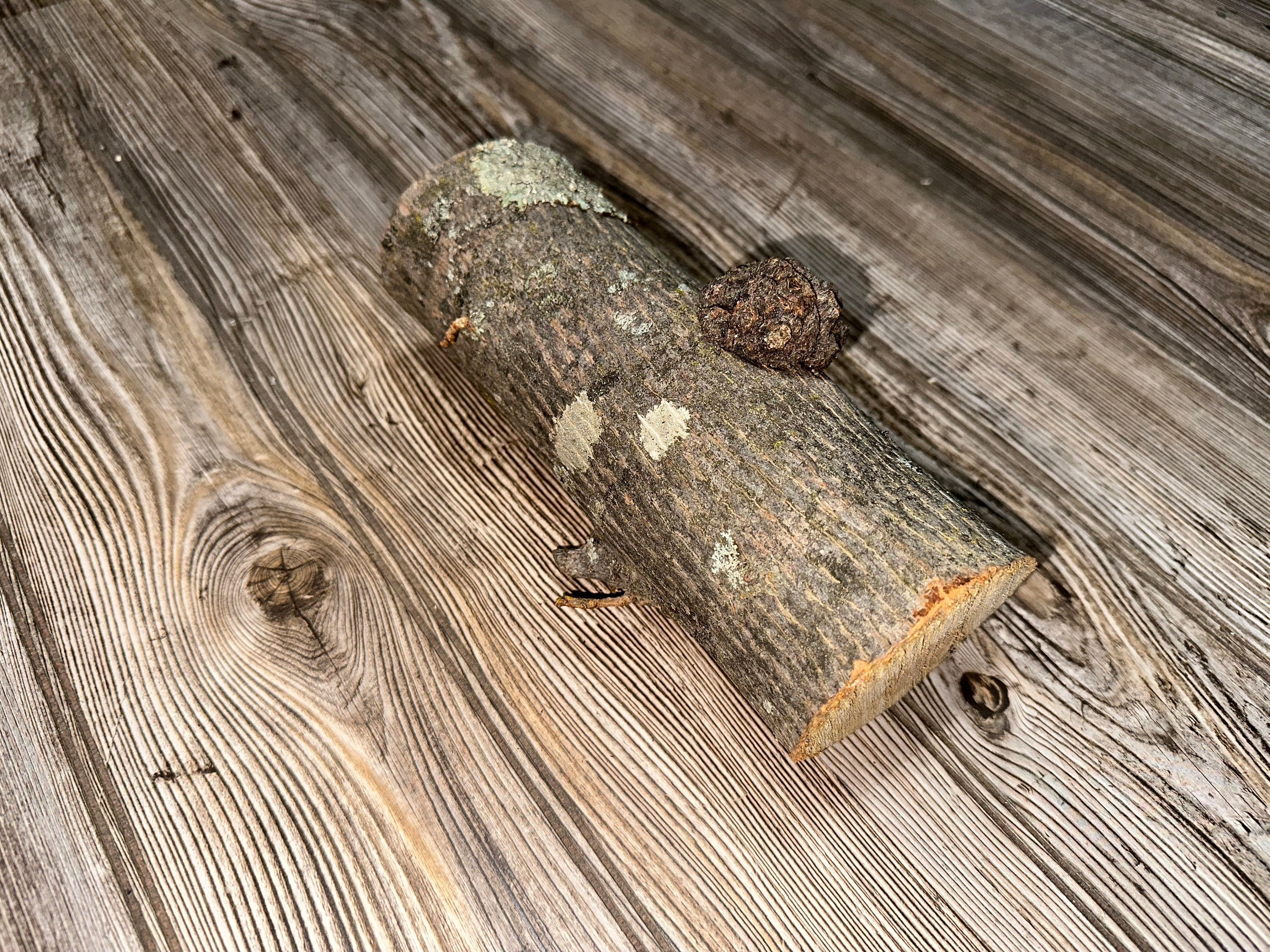 Hickory Burl Log, 8.5 Inches Long by 3 Inches Wide and 3 Inches Tall