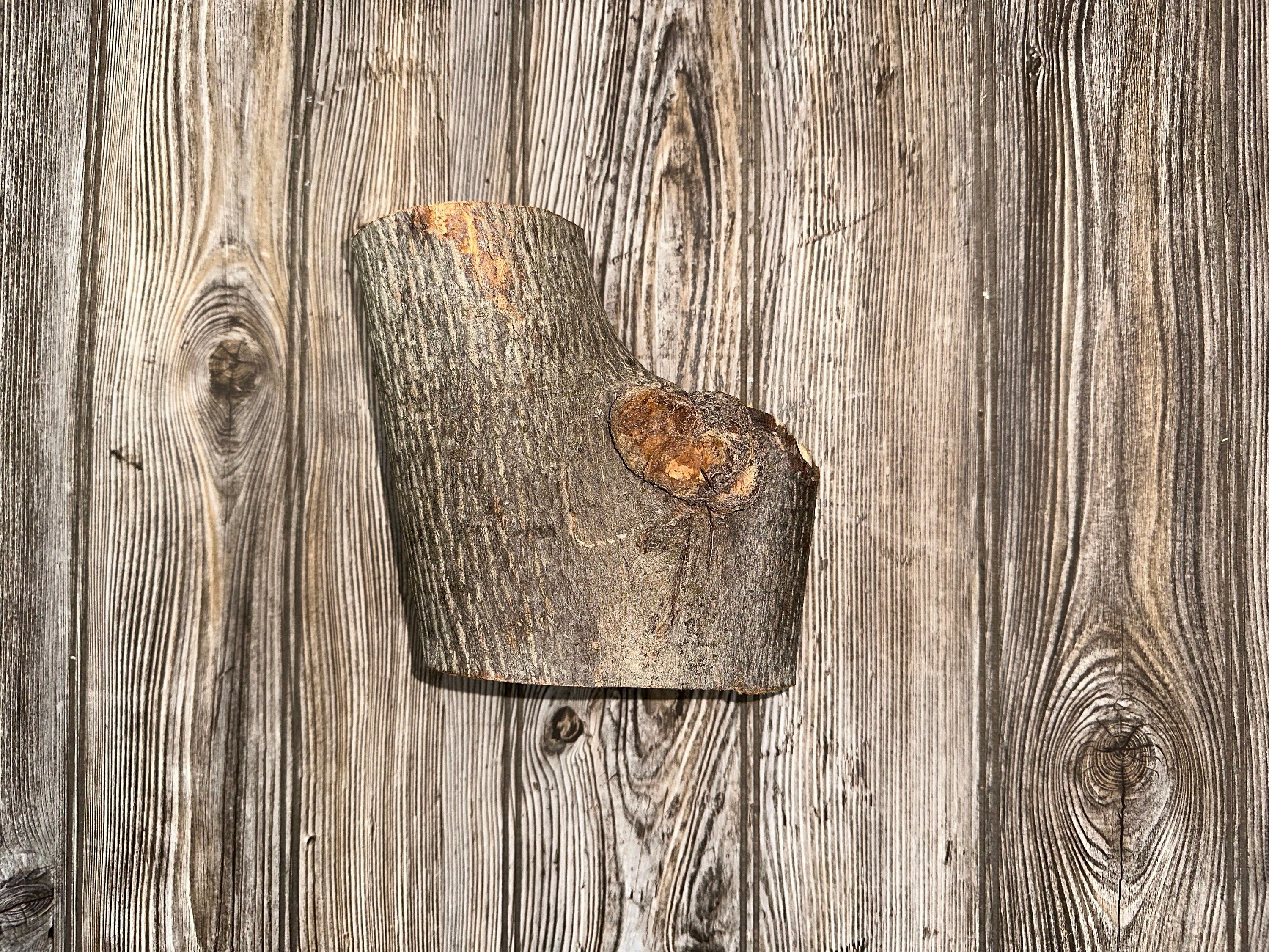 Hickory Burl Log, 7 Inches Long by 5.5 Inches Wide and 4 Inches Tall