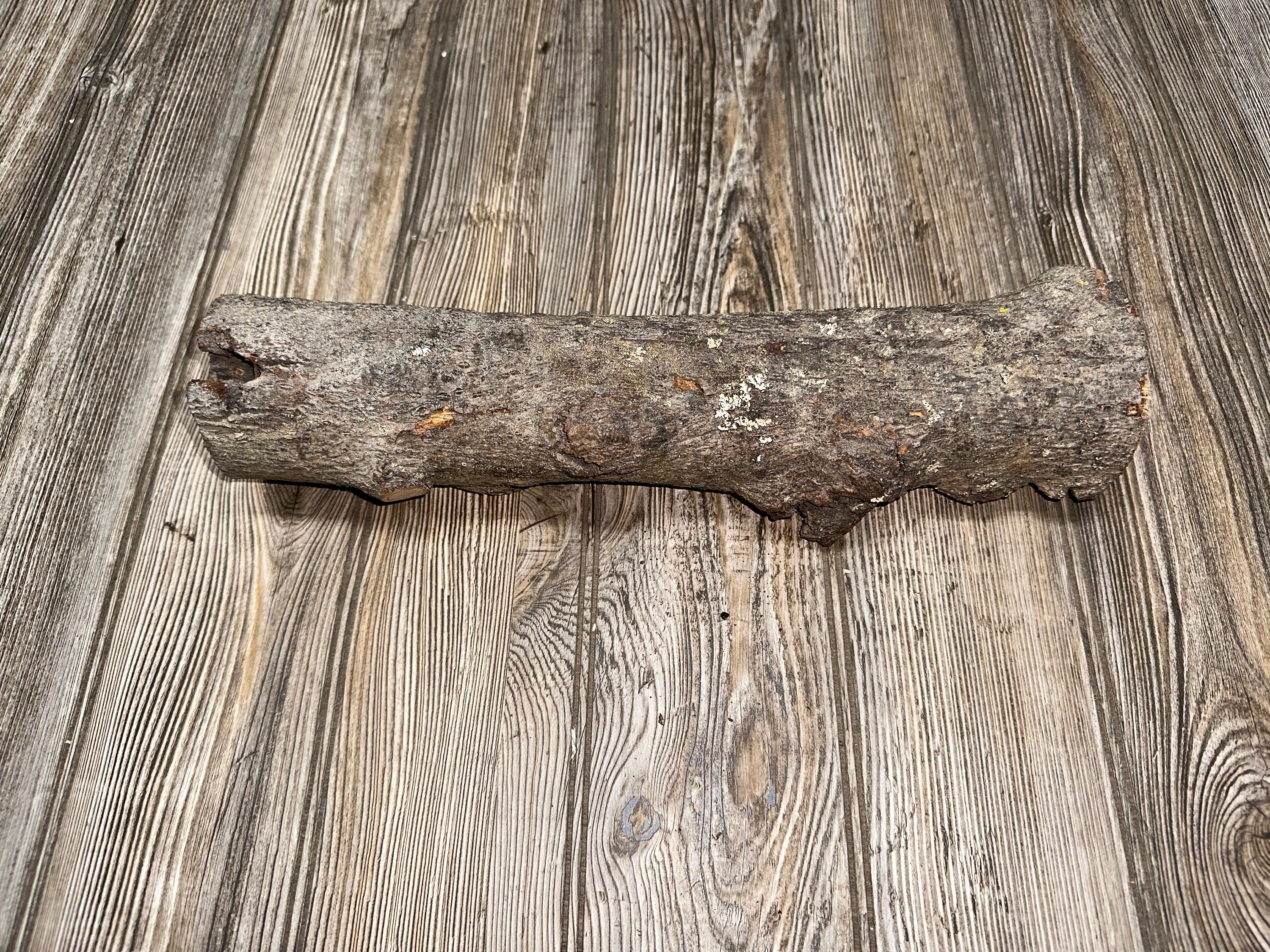 Aspen Burl Log, Approximately 14.5 Inches Long by 3 Inches Diameter