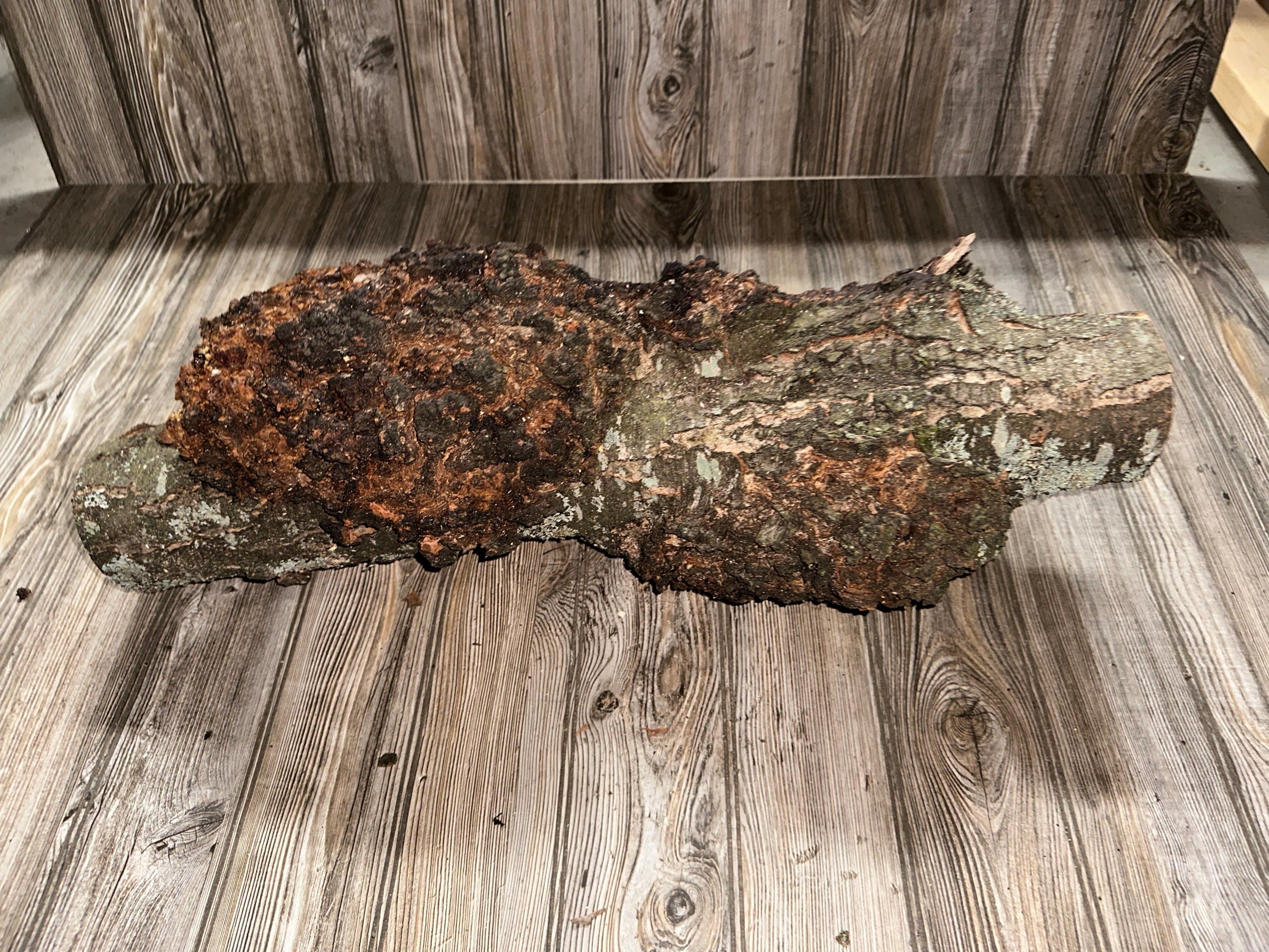 Burl, Cherry Burl Log, Approximately 26 Inches Long by 8 Inches Wide and 8 Inches Tall