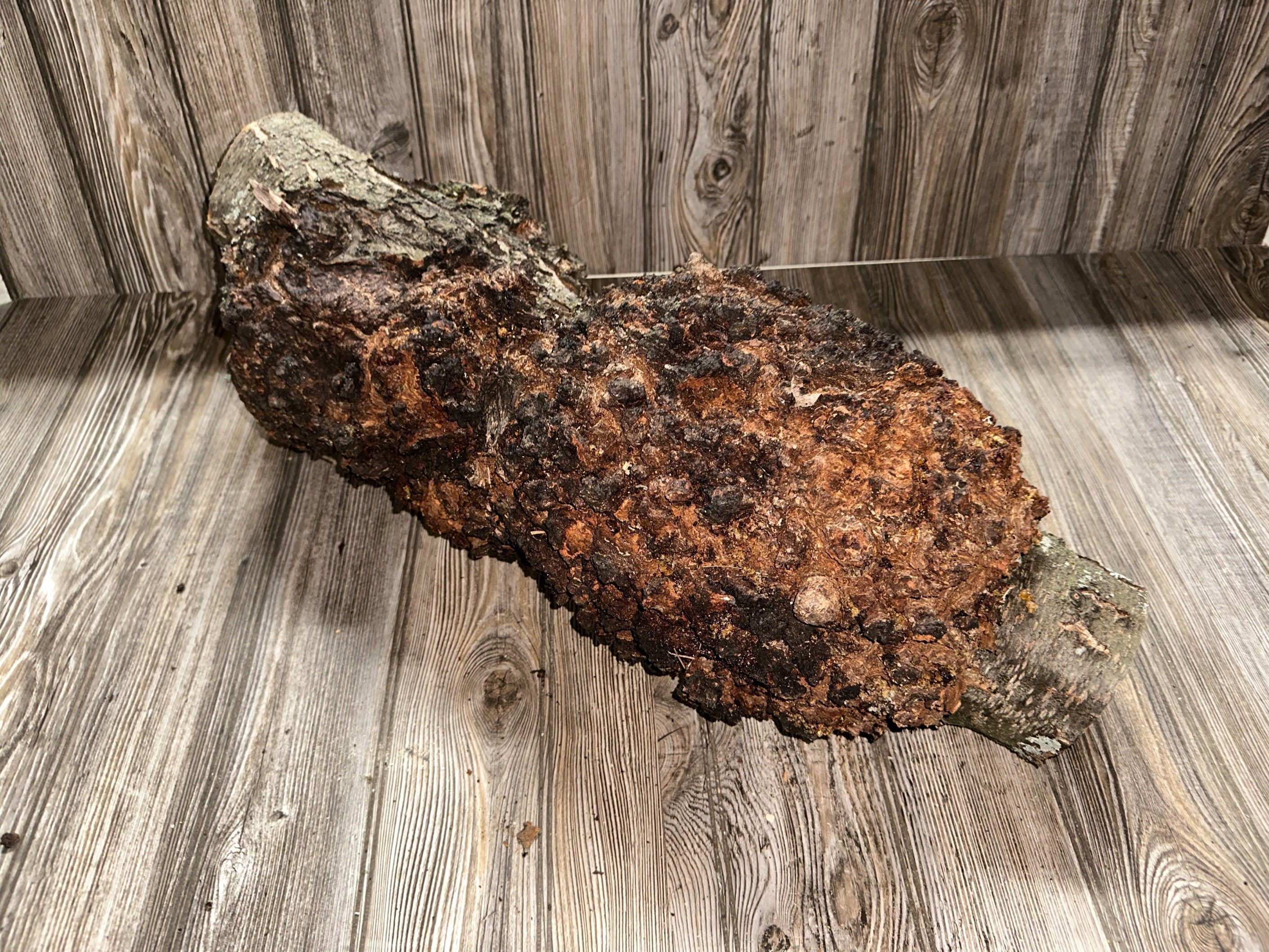 Burl, Cherry Burl Log, Approximately 26 Inches Long by 8 Inches Wide and 8 Inches Tall