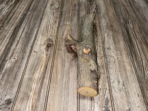 Hickory Burl Log, 14 Inches Long by 4.5 Inches Wide and 2 Inches Tall