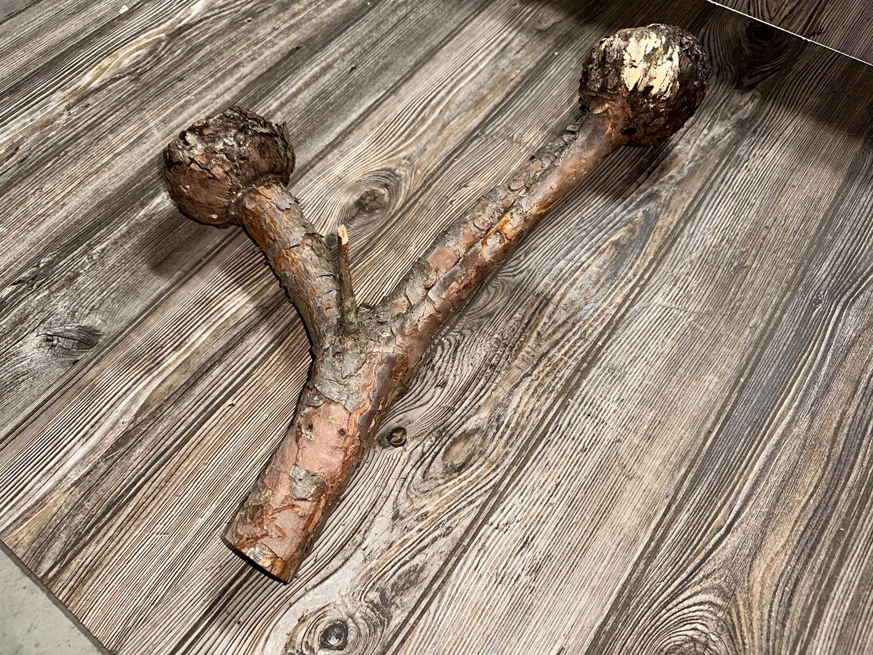 Pine Burl Log, Approximately 21 Inches Long by 13 Inches Wide and 7 Inches High