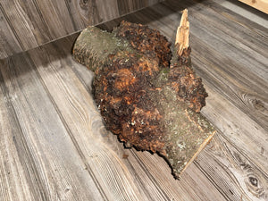 Burl, Cherry Burl Log, Approximately 16.5 Inches Long by 11 Inches Wide and 8.5 Inches Tall