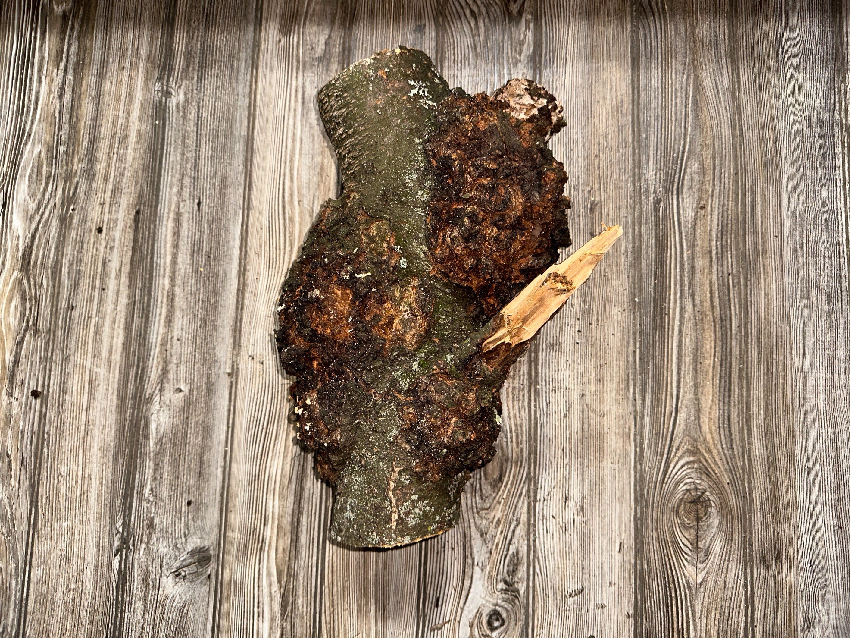 Burl, Cherry Burl Log, Approximately 16.5 Inches Long by 11 Inches Wide and 8.5 Inches Tall