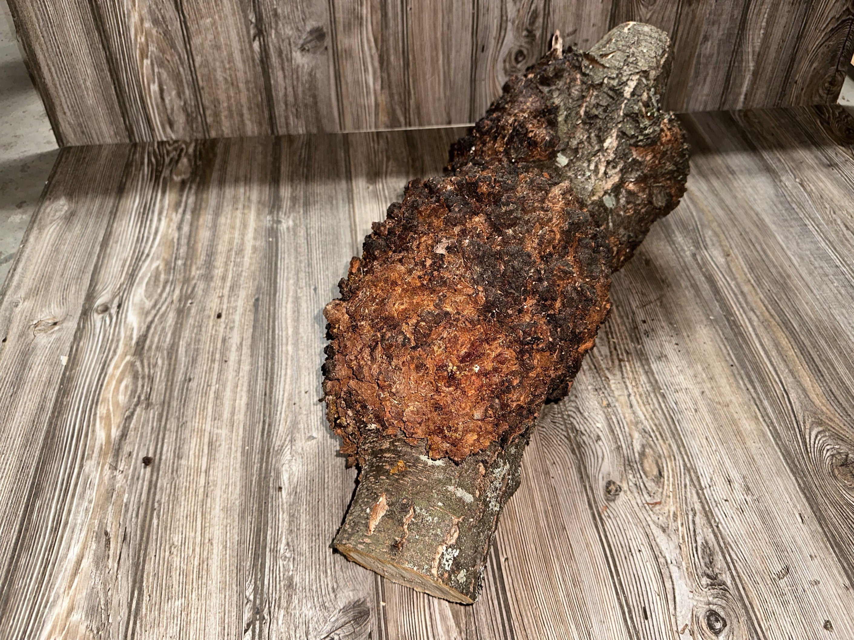 Burl, Cherry Burl Log, Approximately 26 Inches Long by 8 Inches Wide and 8 Inches Tall