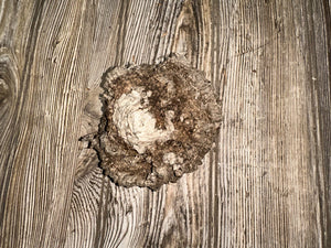 Bees Nest, Bee Hive, Approximately 4.5 Inches Long by 4.5 Inches Wide and 2 Inches Tall