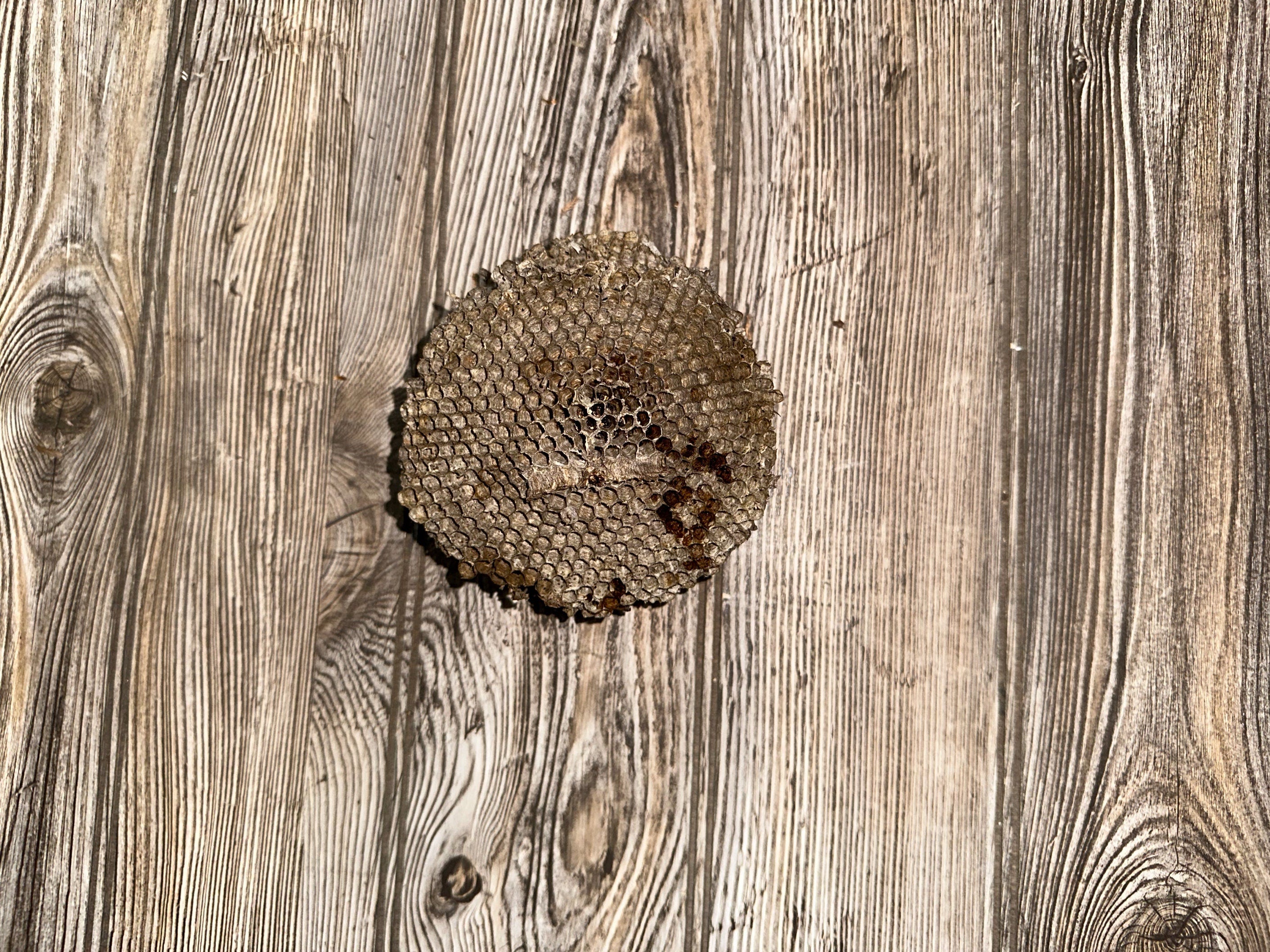 Bees Nest, Bee Hive, Approximately 4.5 Inches Long by 4.5 Inches Wide and 2 Inches Tall