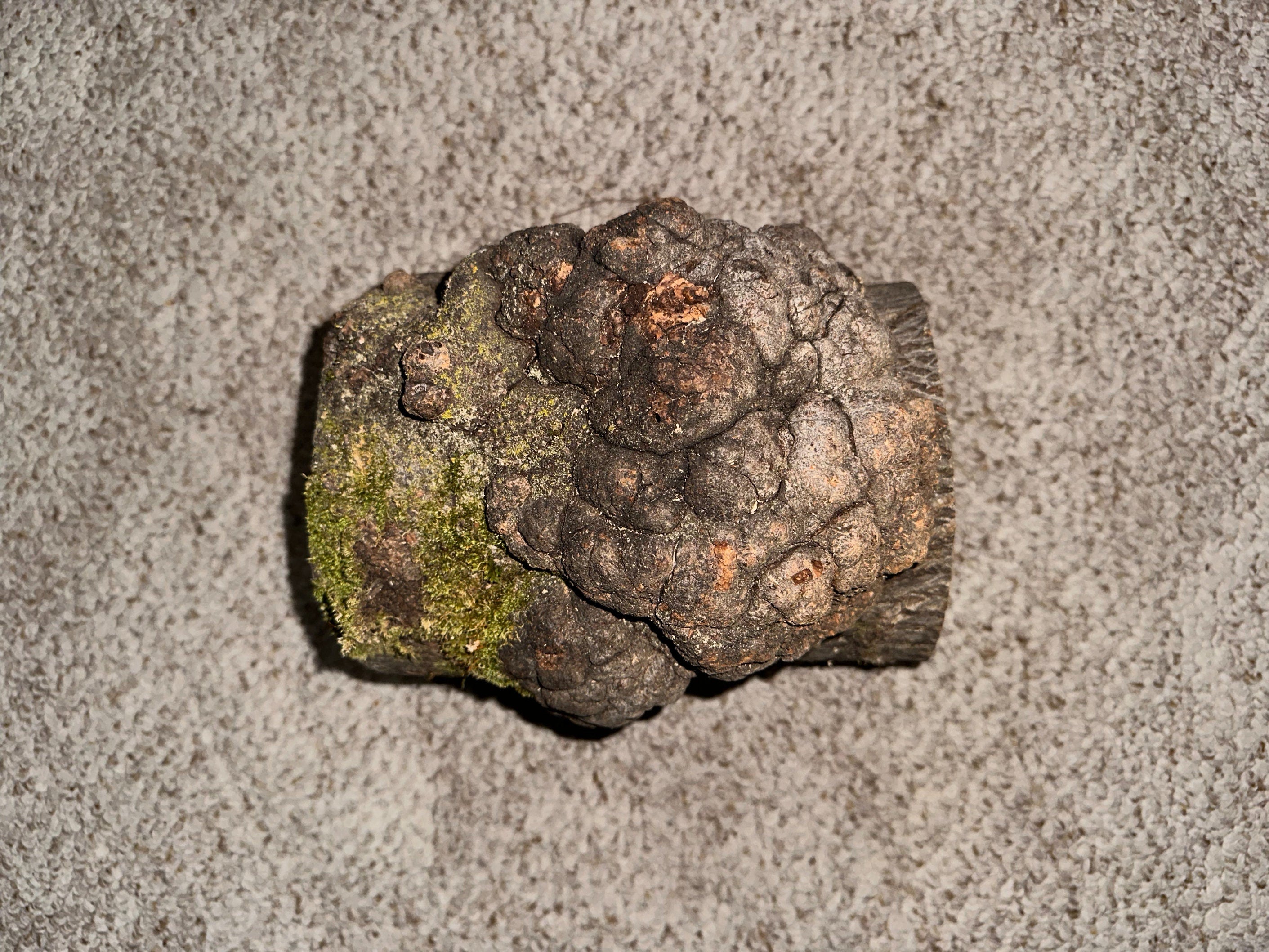 Hickory Burl Log With Moss, Approximately 8.5 Inches Long by 7.5 Inches Wide and 7 Inches Thick