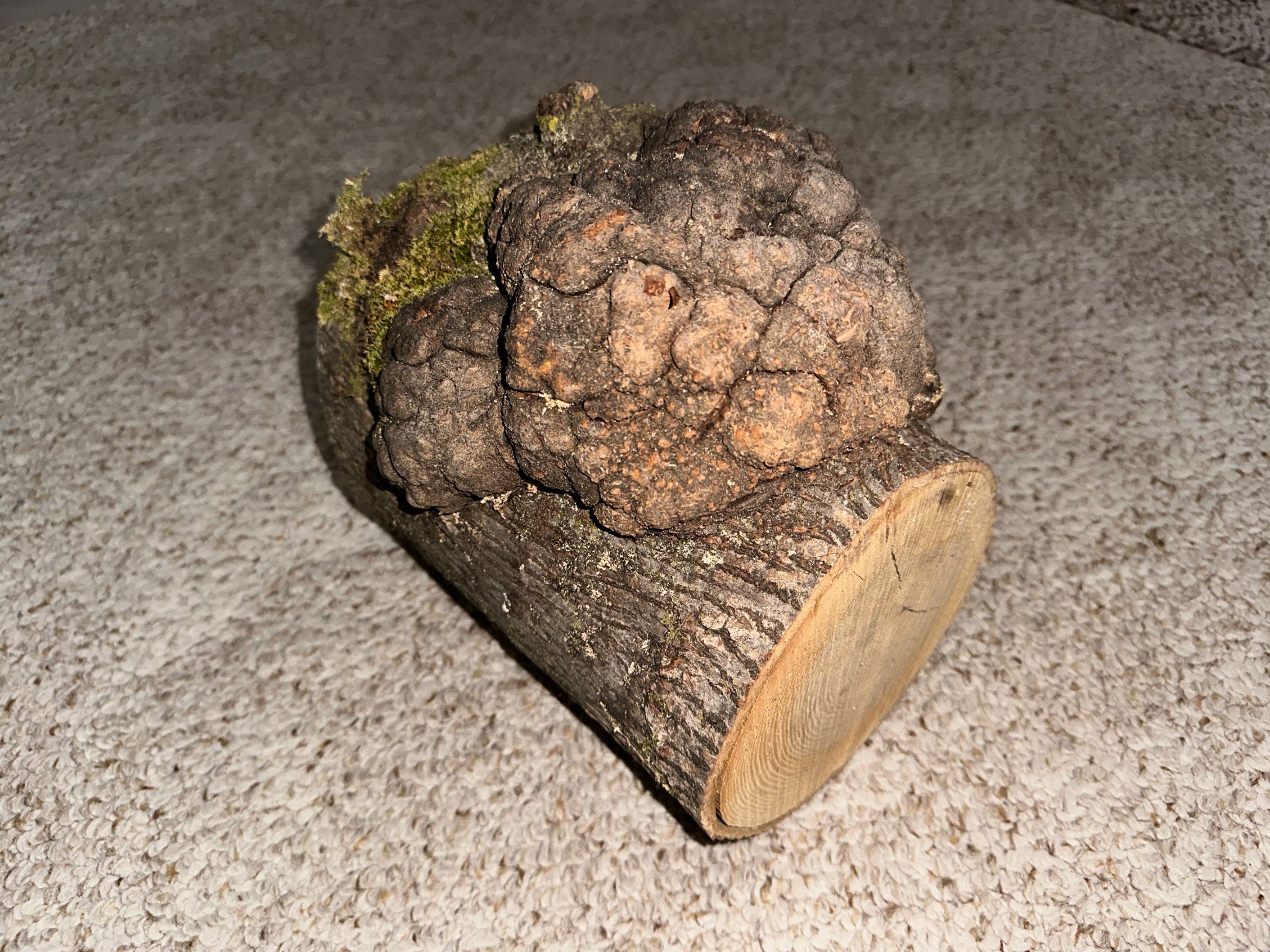 Hickory Burl Log With Moss, Approximately 8.5 Inches Long by 7.5 Inches Wide and 7 Inches Thick