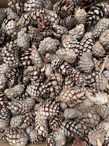 Jack Pine Cones, Seconds, Grey Pine, 19 Pounds