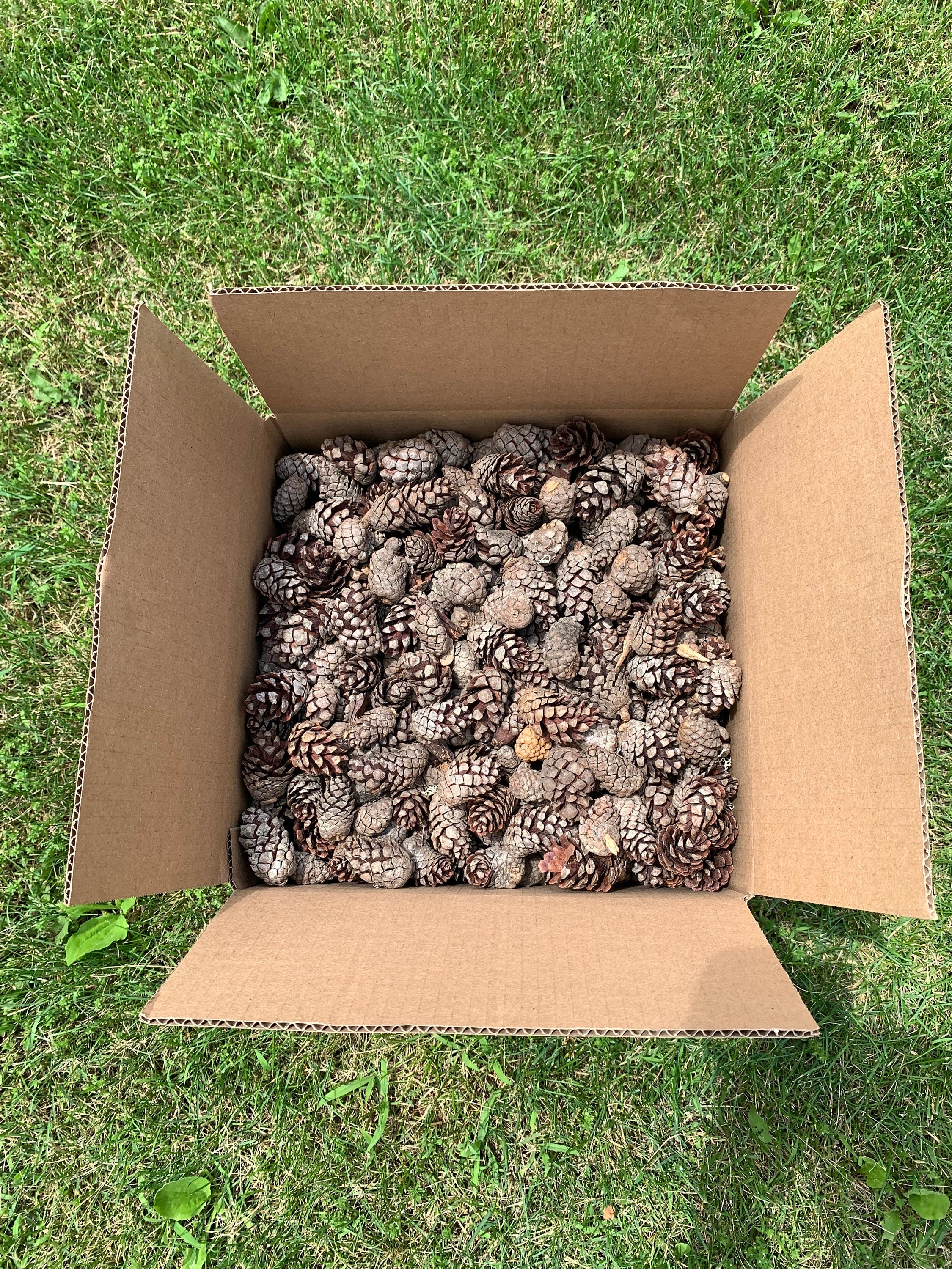 Jack Pine Cones, Seconds, Grey Pine, 19 Pounds