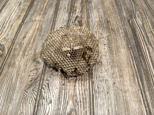 Bees Nest, Bee Hive, Approximately 4.5 Inches Long by 4.5 Inches Wide and 2 Inches Tall