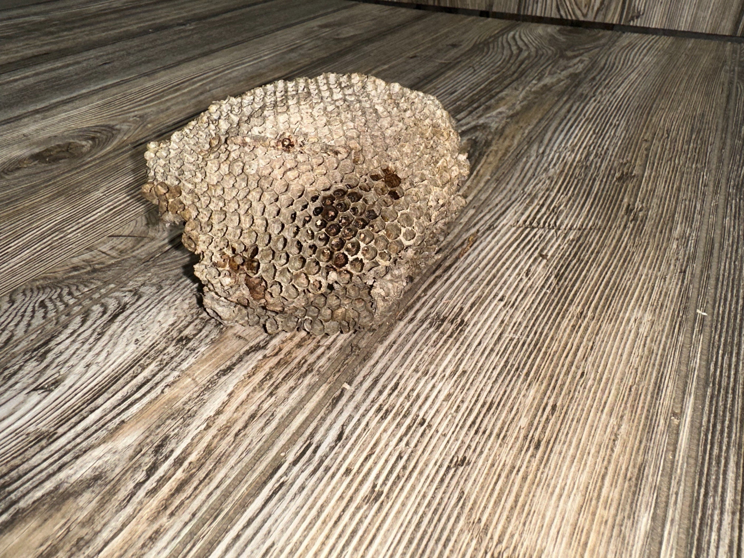 Bees Nest, Bee Hive, Approximately 4.5 Inches Long by 4.5 Inches Wide and 2 Inches Tall