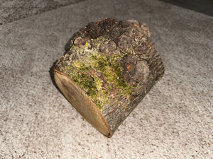 Hickory Burl Log With Moss, Approximately 8.5 Inches Long by 7.5 Inches Wide and 7 Inches Thick