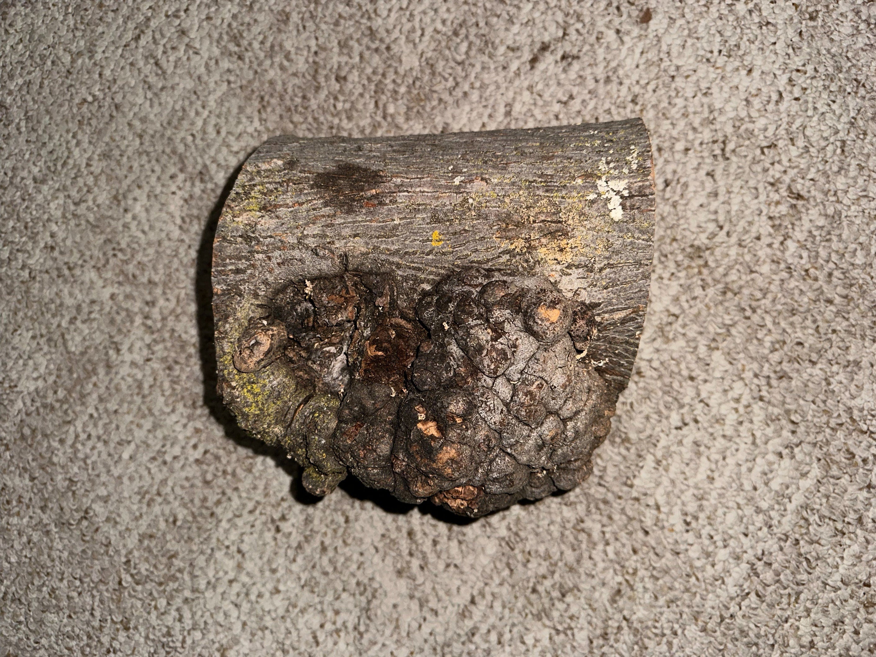 Hickory Burl Log With Moss, Approximately 8.5 Inches Long by 7.5 Inches Wide and 7 Inches Thick