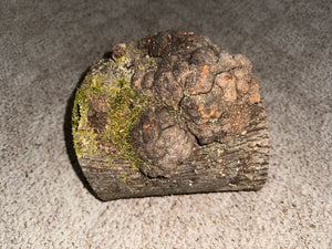 Hickory Burl Log With Moss, Approximately 8.5 Inches Long by 7.5 Inches Wide and 7 Inches Thick