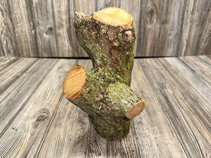 Basswood Log, Three Prongs, One Count, About 10 Inches Long by 6 Inches Wide by 5 Inches High