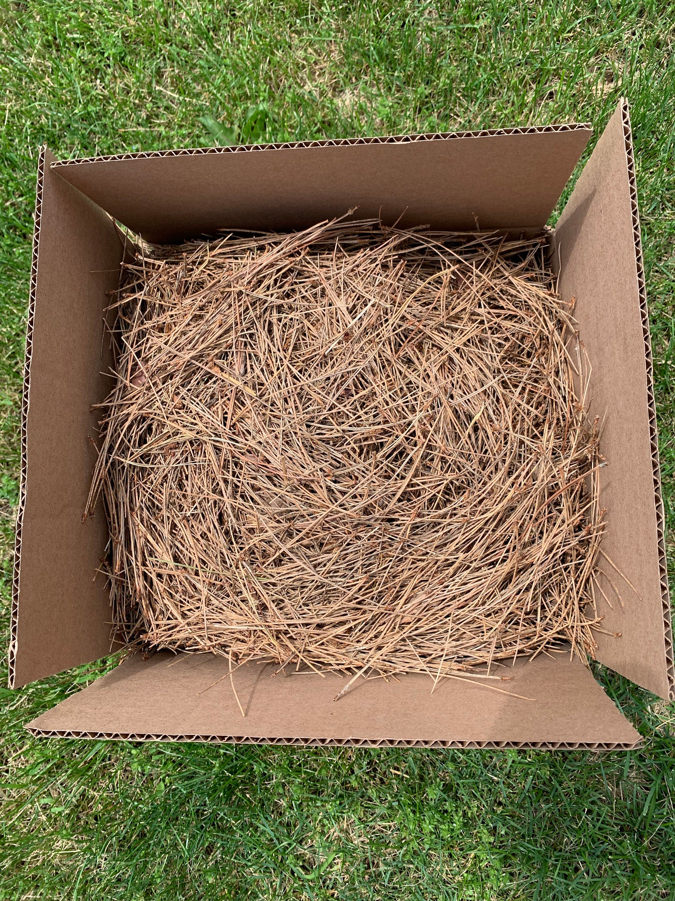 Pine Straw, Red Pine Needles, Dried - 2 Pounds
