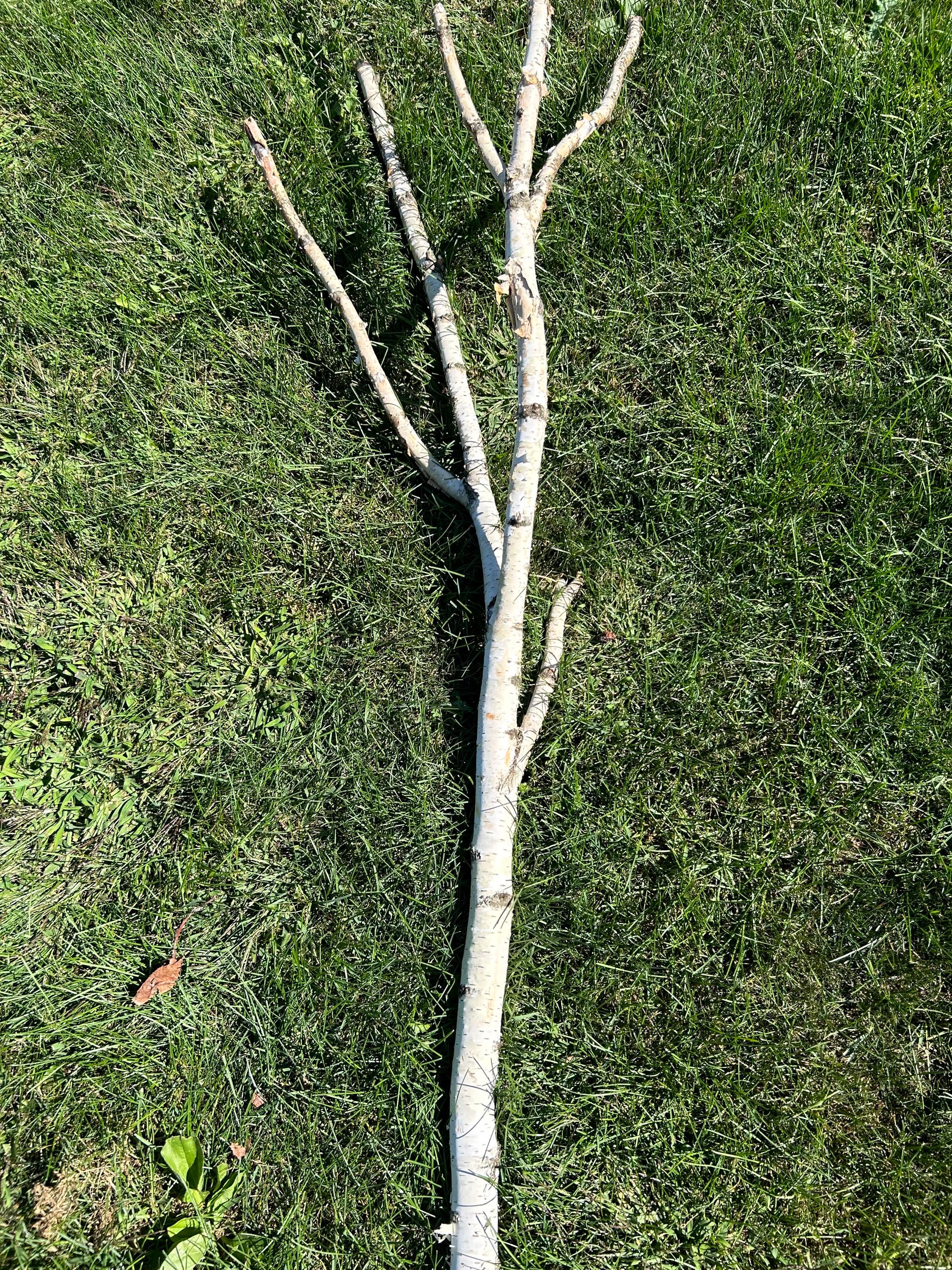 White Birch Log, Parrot Perch, Approximately 86 Inches Long 12 Inches Wide by 2 Inches Thick