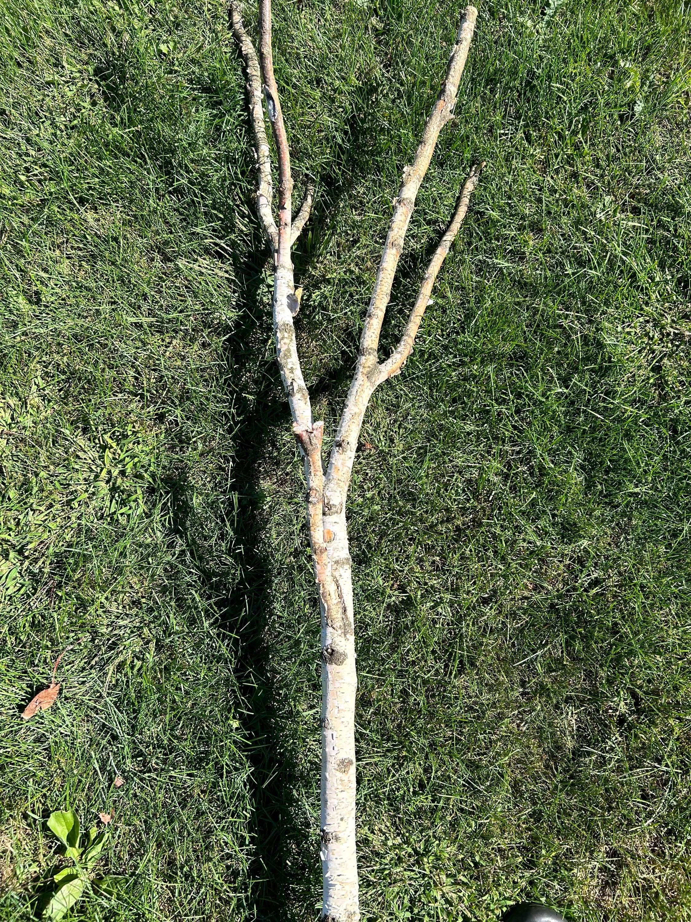 White Birch Log, Parrot Perch, Approximately 86 Inches Long 12 Inches Wide by 2 Inches Thick