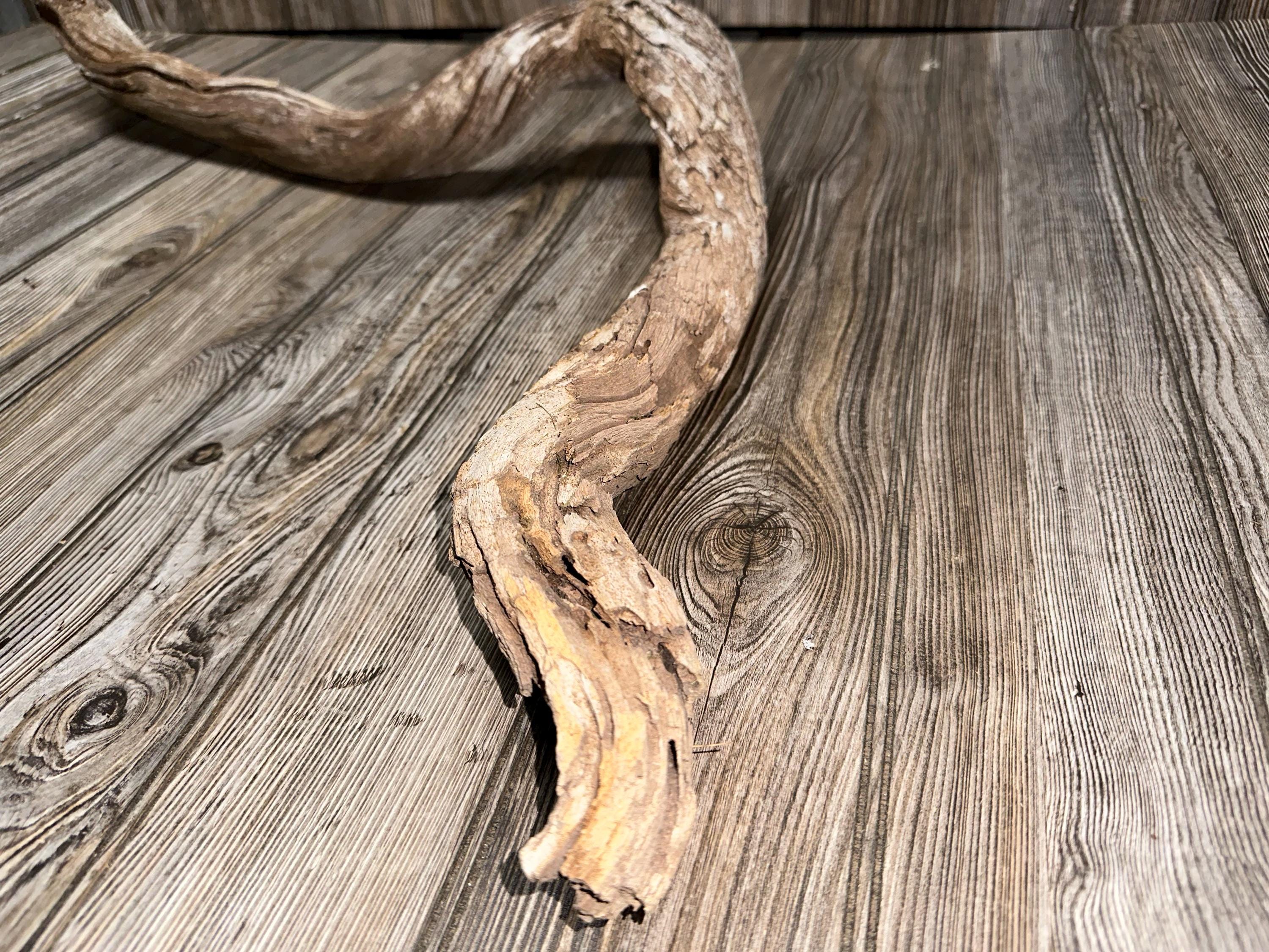 Curved Tree Limb, Branch End, Driftwood, Approximately 34 Inches Long by 2 Inches Wide and 2 Inches Tall