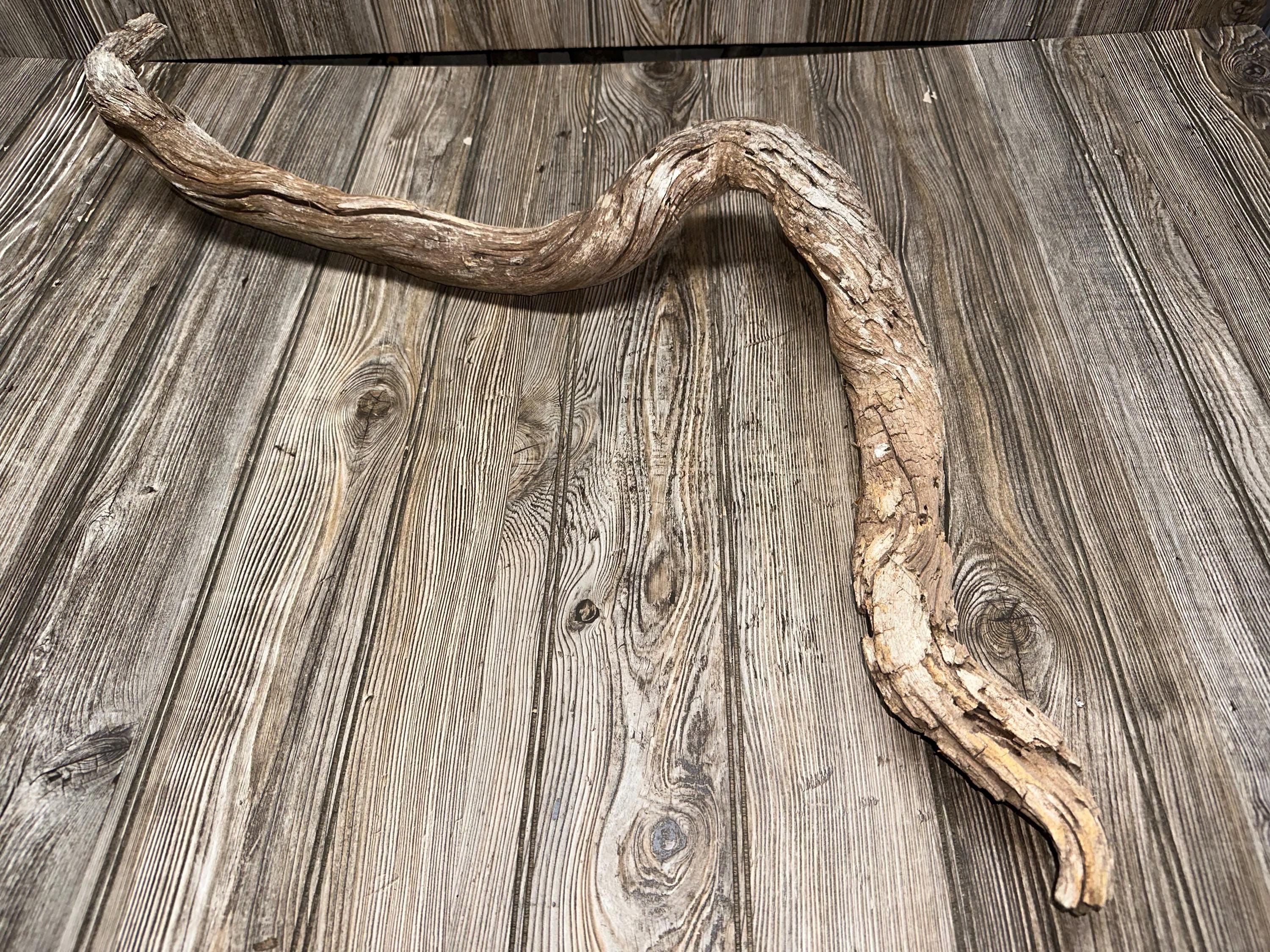Curved Tree Limb, Branch End, Driftwood, Approximately 34 Inches Long by 2 Inches Wide and 2 Inches Tall