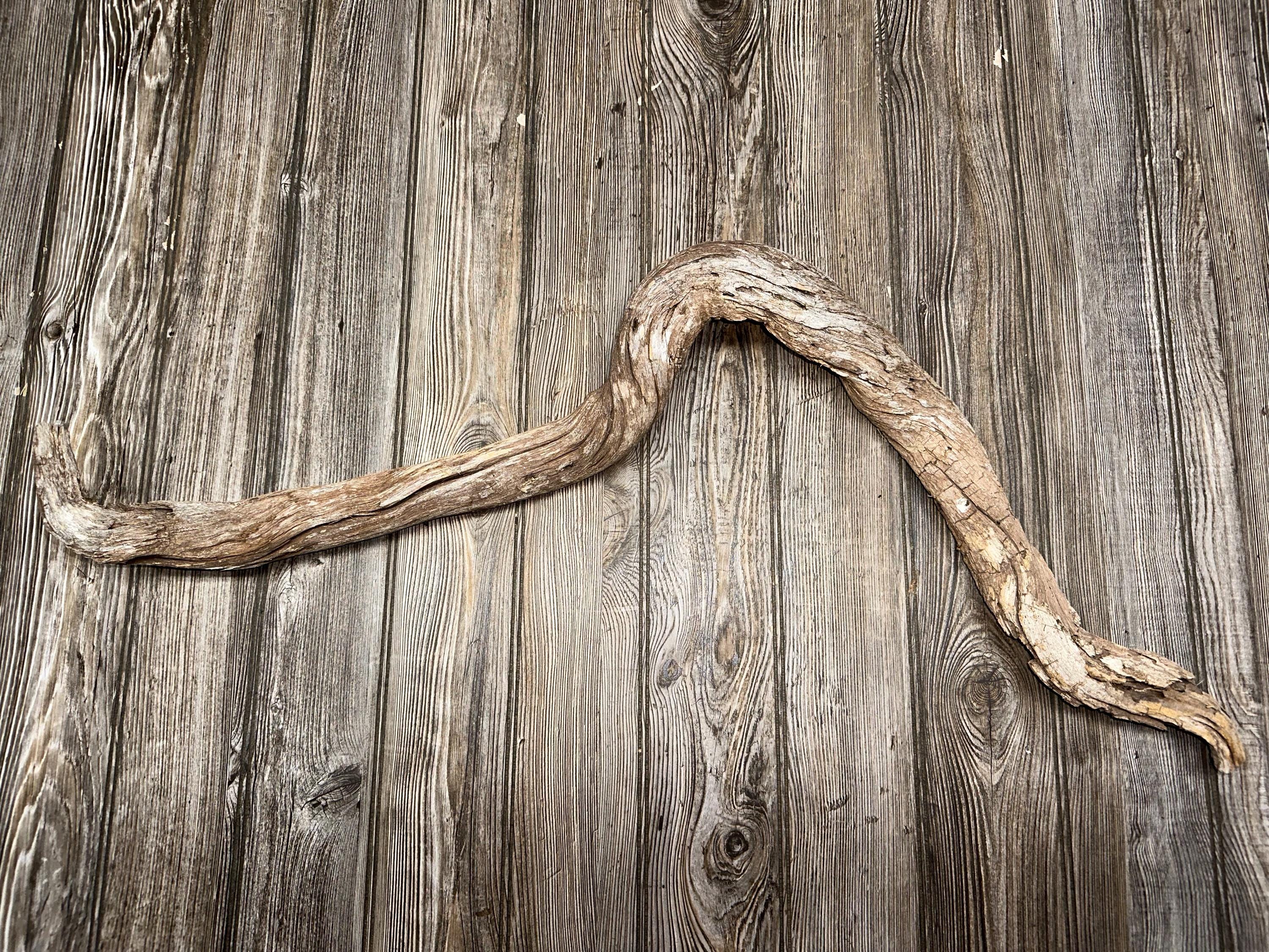 Curved Tree Limb, Branch End, Driftwood, Approximately 34 Inches Long by 2 Inches Wide and 2 Inches Tall