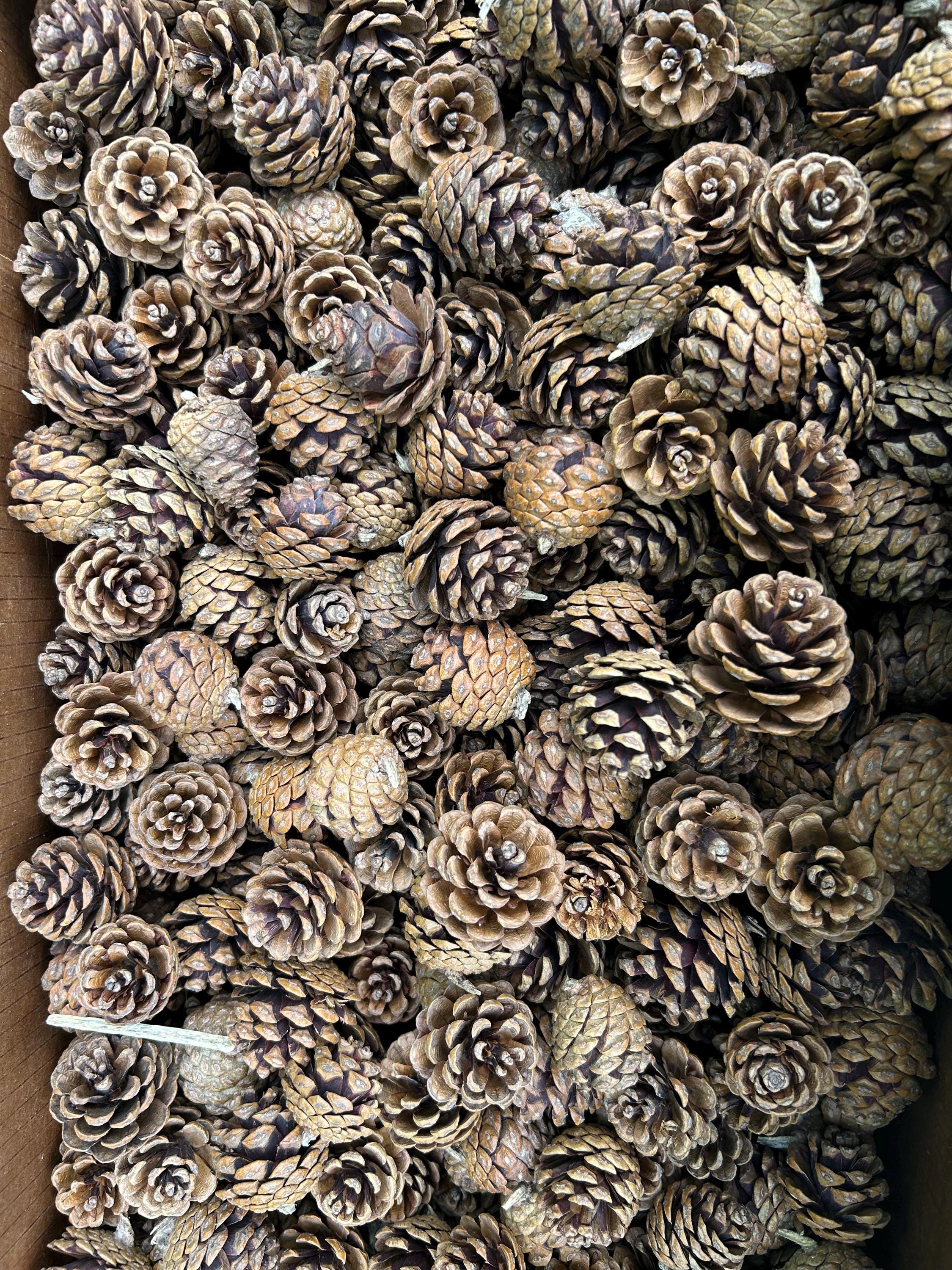 Red Pine Cones, 30 Pounds, UNSORTED, Approximately 2250 Cones