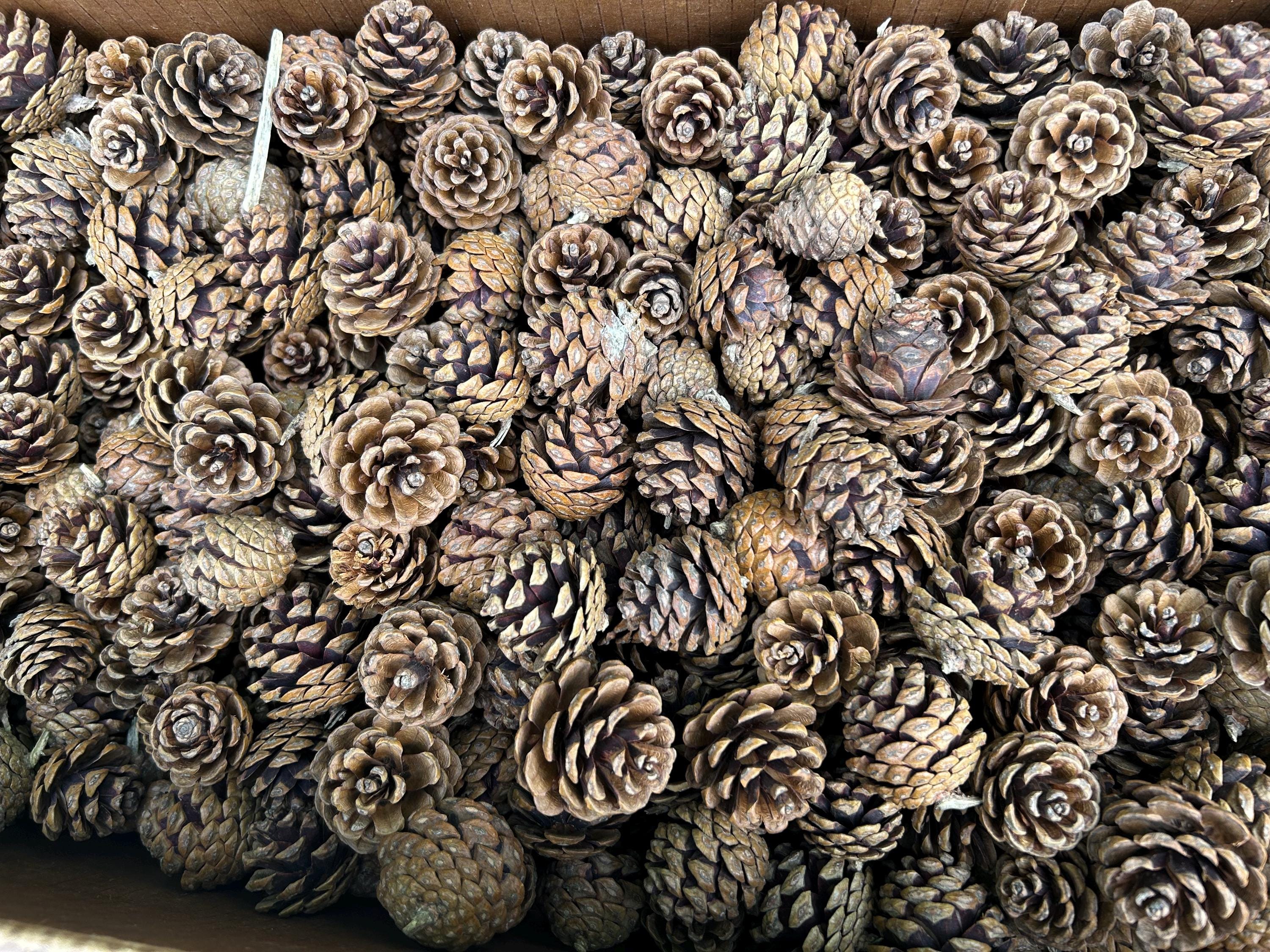 Red Pine Cones, 30 Pounds, UNSORTED, Approximately 2250 Cones