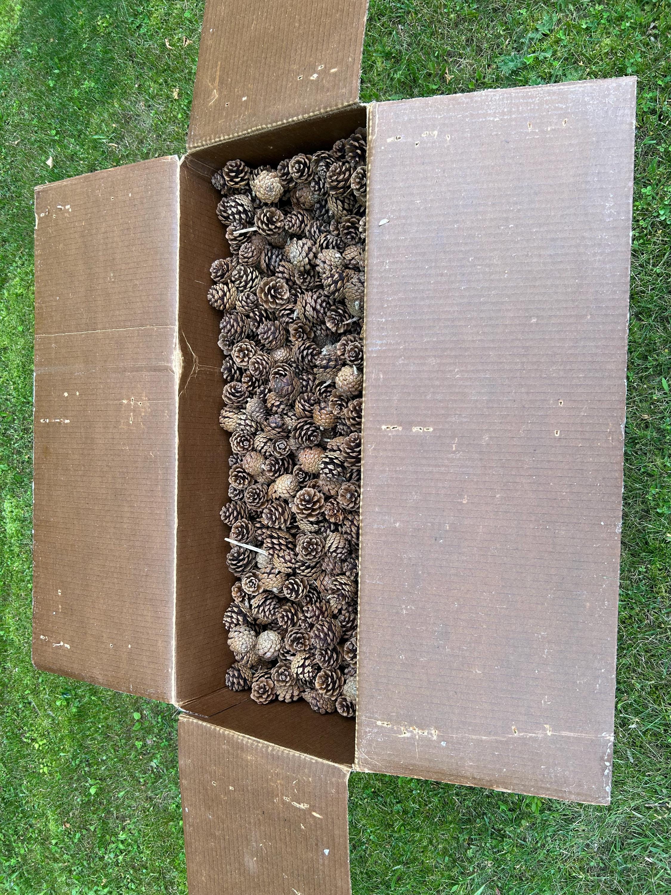 Red Pine Cones, 30 Pounds, UNSORTED, Approximately 2250 Cones