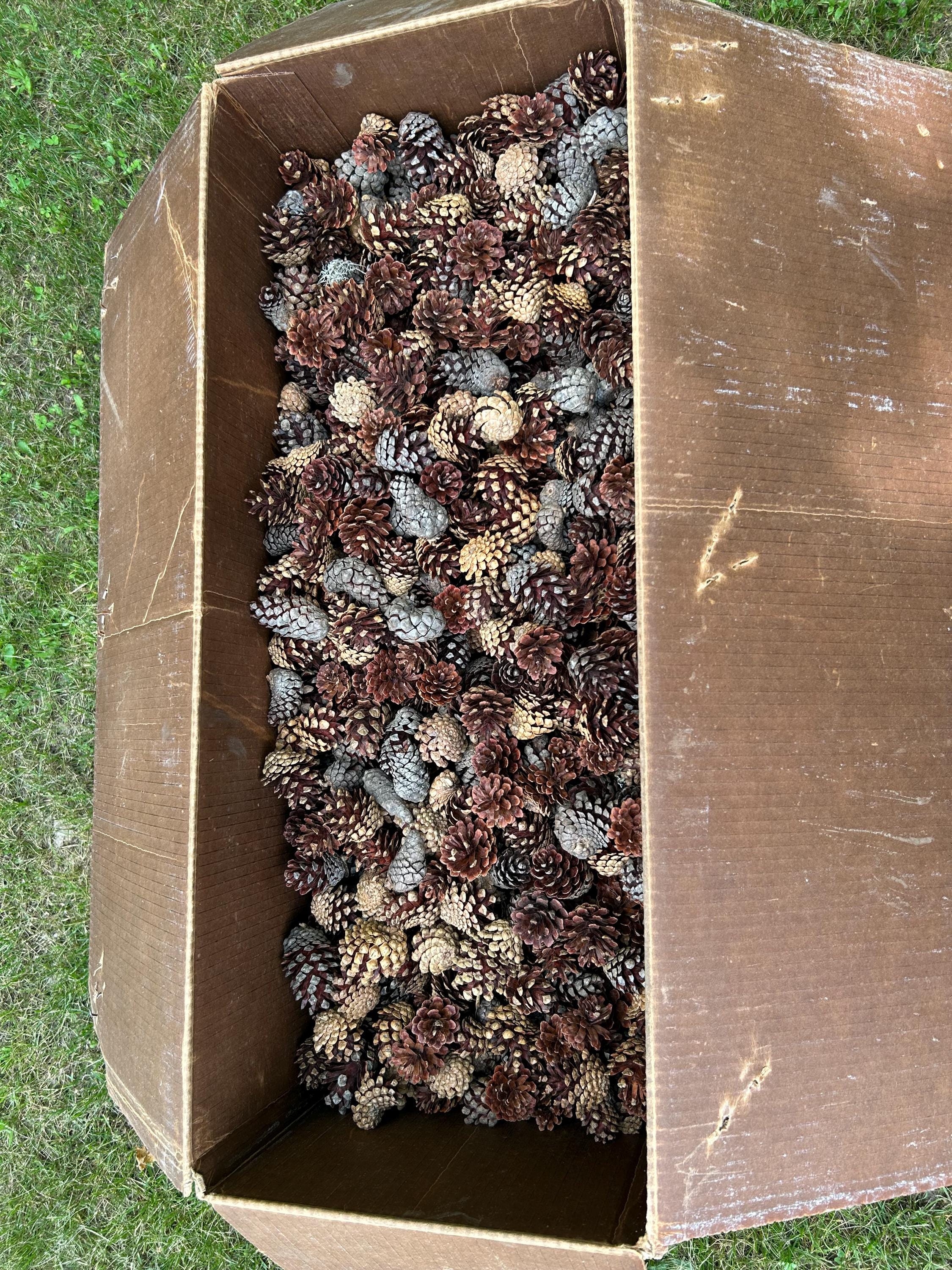 Jack Pine Cones, Jack Pine, Grey Pine, UNSORTED, 30 Pounds, Approximately 2000 Cones