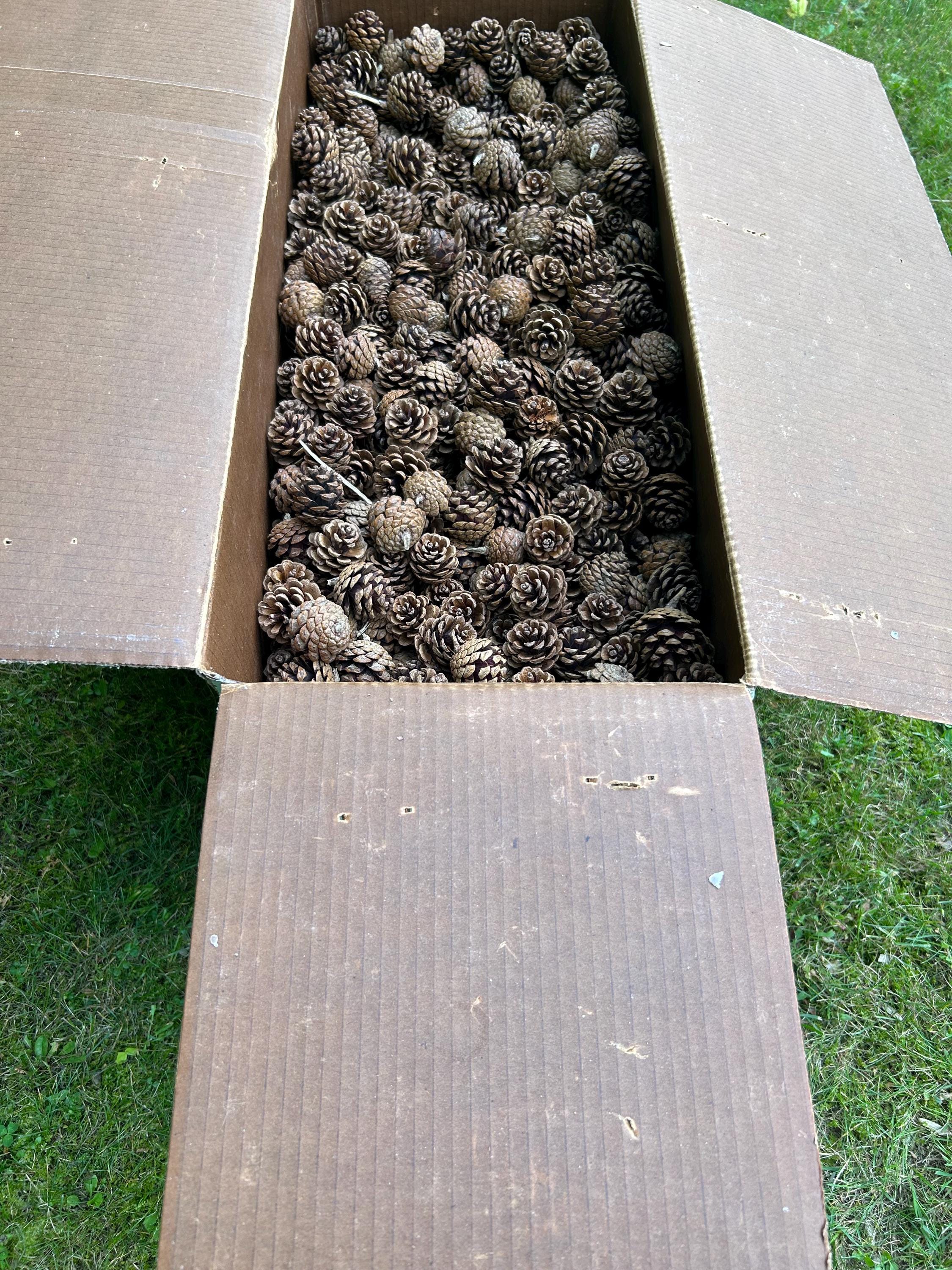 Red Pine Cones, 30 Pounds, UNSORTED, Approximately 2250 Cones