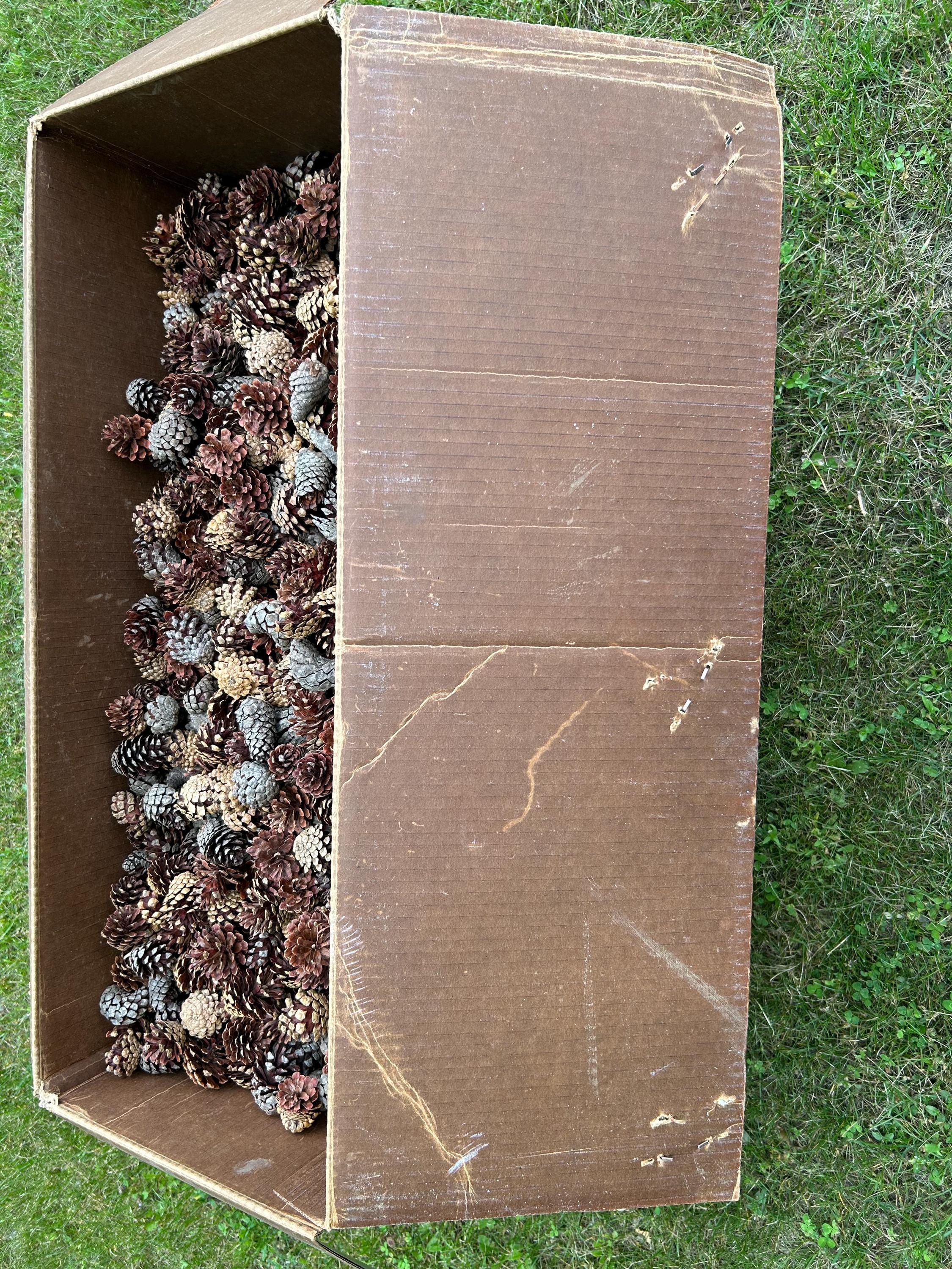 Jack Pine Cones, Jack Pine, Grey Pine, UNSORTED, 30 Pounds, Approximately 2000 Cones