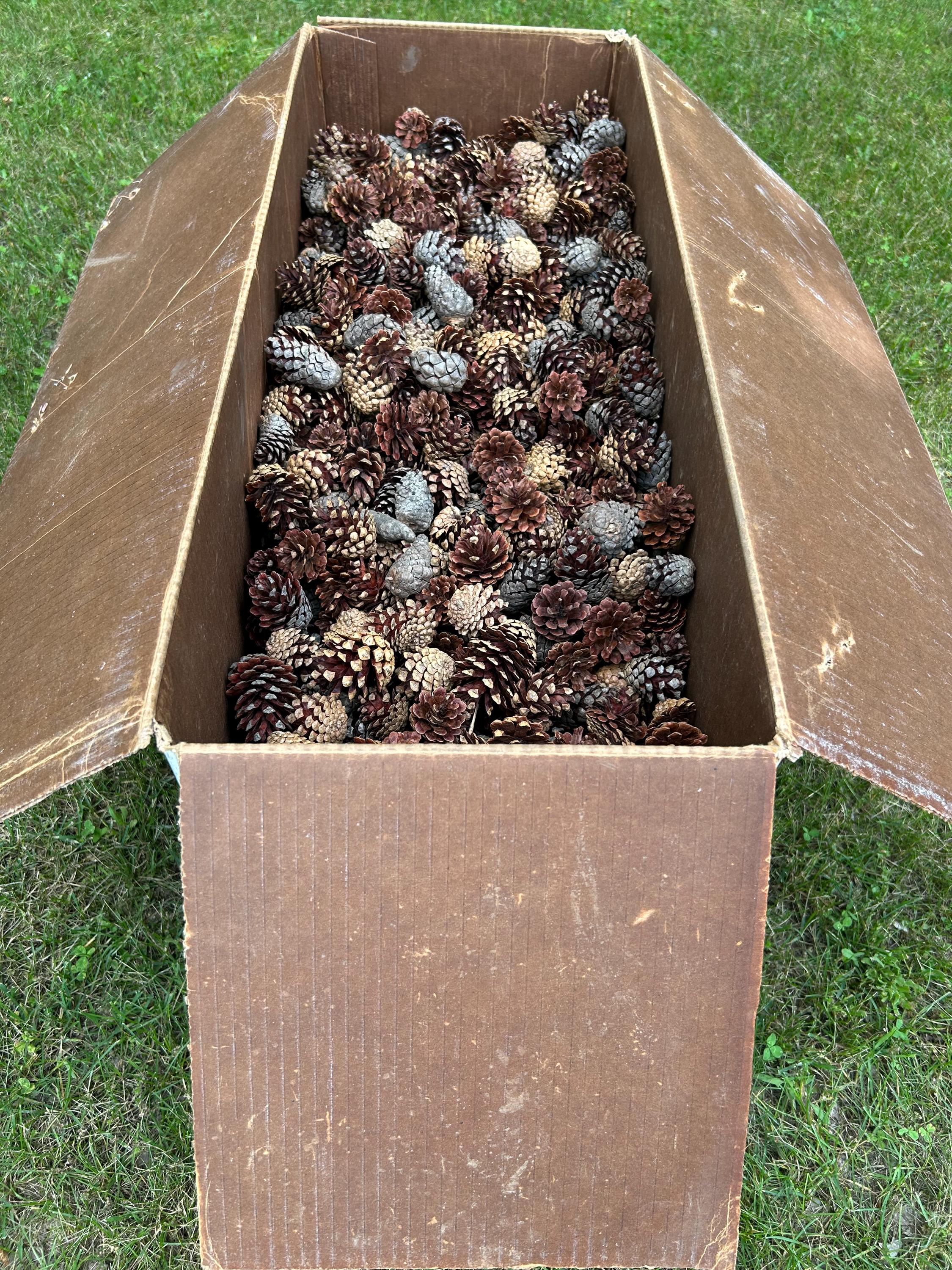 Jack Pine Cones, Jack Pine, Grey Pine, UNSORTED, 30 Pounds, Approximately 2000 Cones