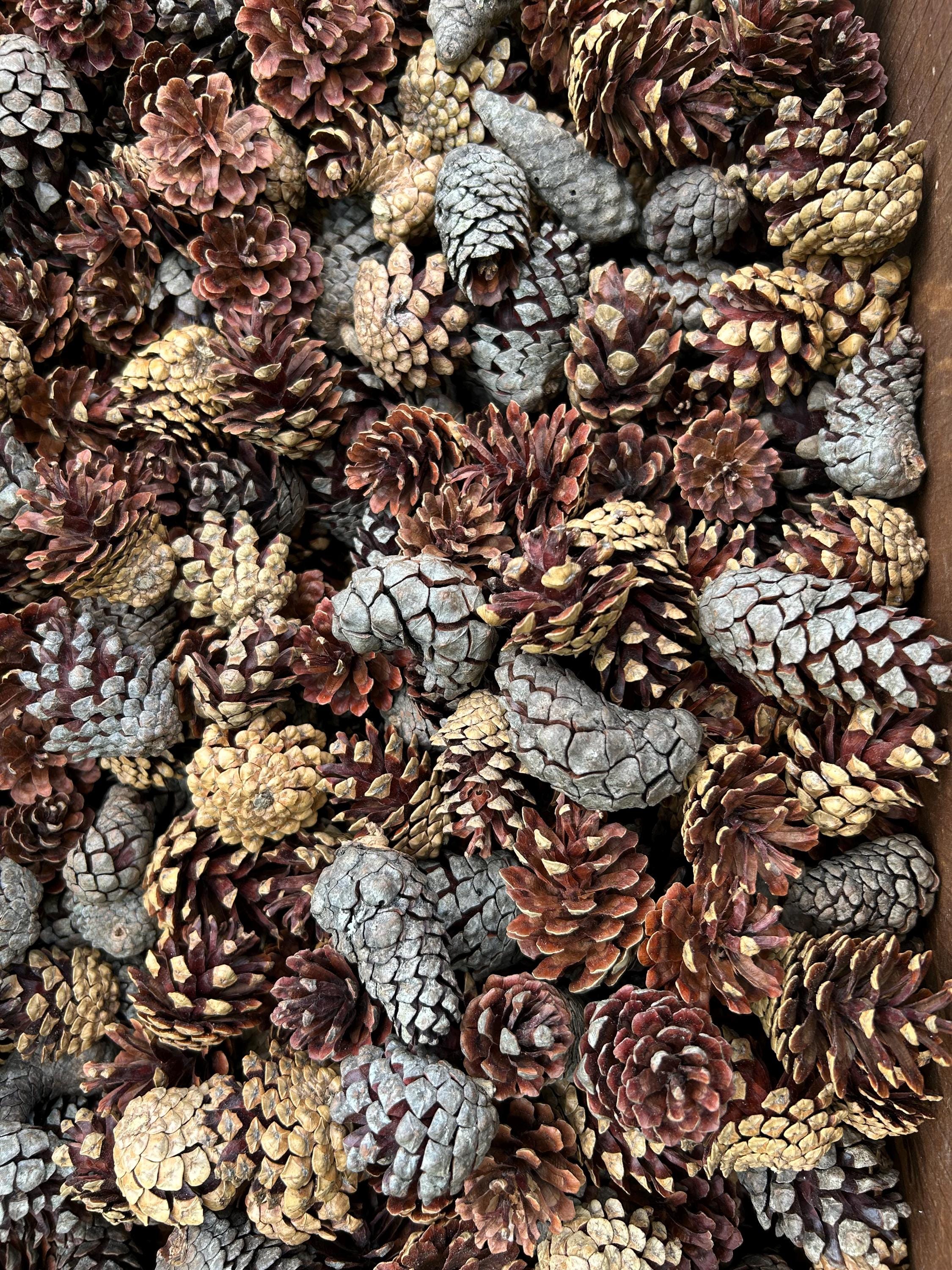 Jack Pine Cones, Jack Pine, Grey Pine, UNSORTED, 30 Pounds, Approximately 2000 Cones